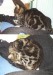 Thumbs/tn_Sterne 016.jpg